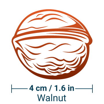 A walnut is about 4 centimeters or 1.6 inches big